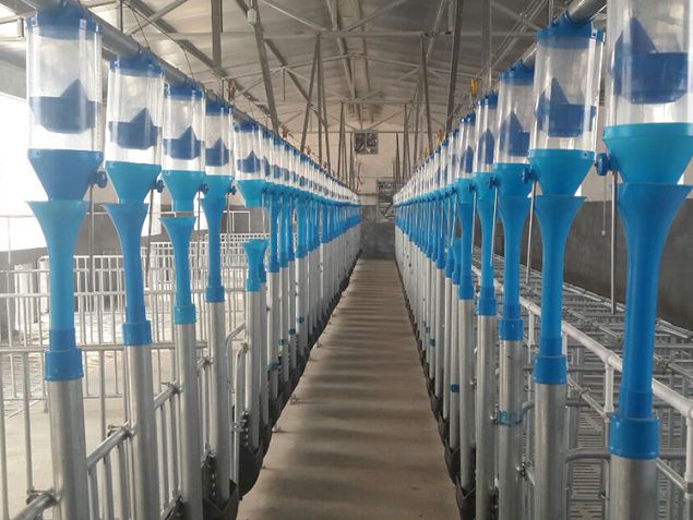 pig feedingline 0(001).jpg